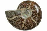 Polished Ammonite (Desmoceras) Fossil - Madagascar #205109-1